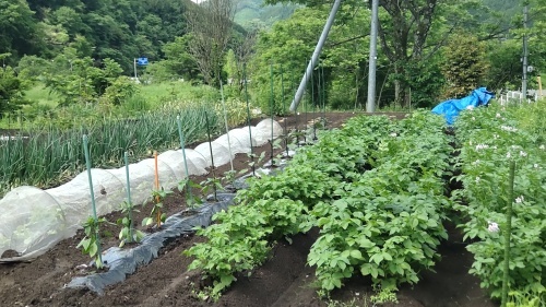 雨の止み間の畑の様子１回目_c0300035_22245315.jpg