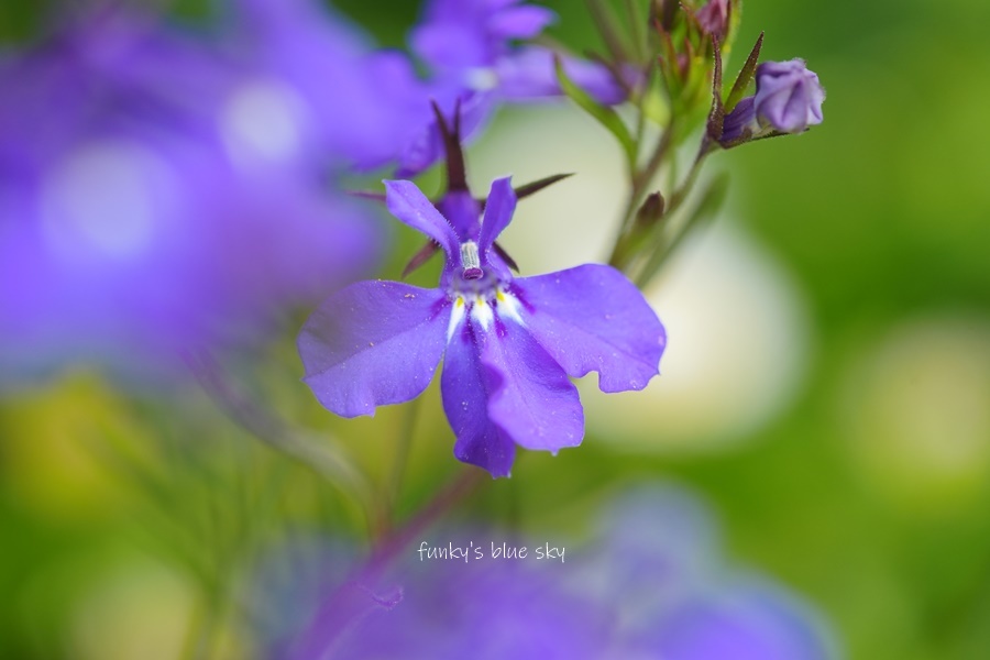 5月の庭で♪・Ⅹ（ 青い花*）_c0145250_10322143.jpg