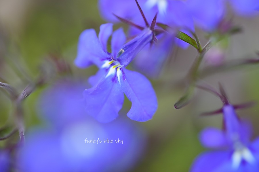 5月の庭で♪・Ⅹ（ 青い花*）_c0145250_10322448.jpg