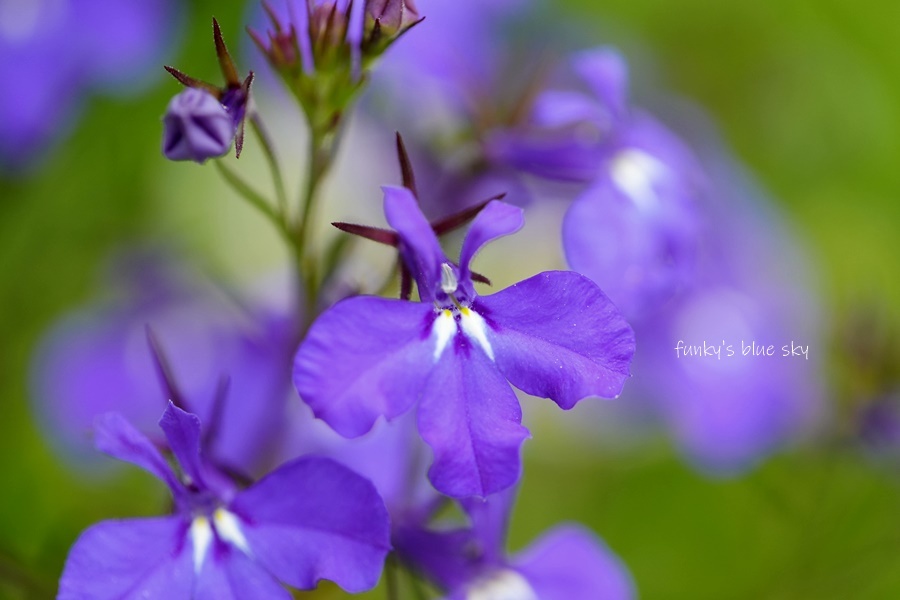 5月の庭で♪・Ⅹ（ 青い花*）_c0145250_10322827.jpg