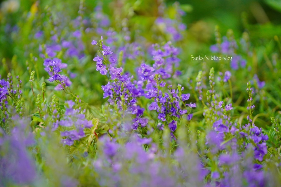 5月の庭で♪・Ⅹ（ 青い花*）_c0145250_10323540.jpg