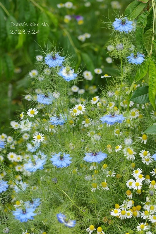 5月の庭で♪・Ⅹ（ 青い花*）_c0145250_10324650.jpg