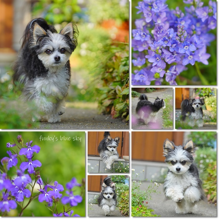 5月の庭で♪・Ⅹ（ 青い花*）_c0145250_10325300.jpg