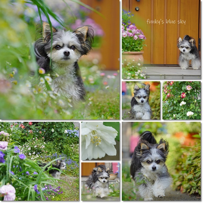 5月の庭で♪・Ⅹ（ 青い花*）_c0145250_10325666.jpg