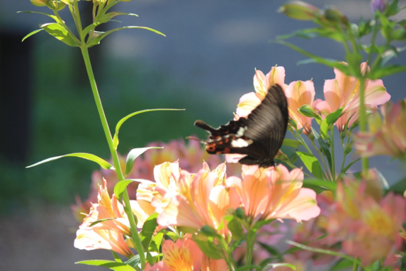 ファインダー越しの景色　京都府立植物園_b0408892_23510239.jpg