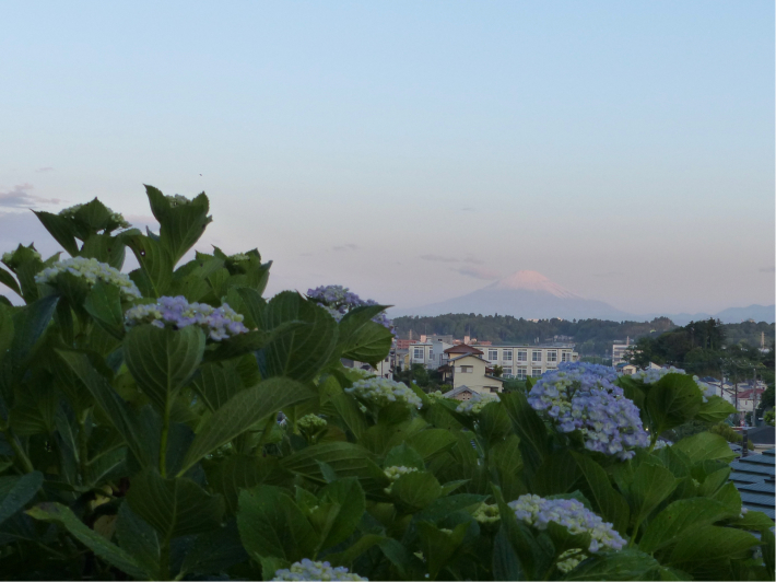 5月の遠望富士山と紫陽花_f0296312_00582984.jpg