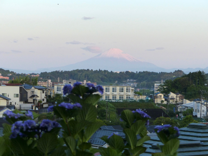 5月の遠望富士山と紫陽花_f0296312_00583249.jpg