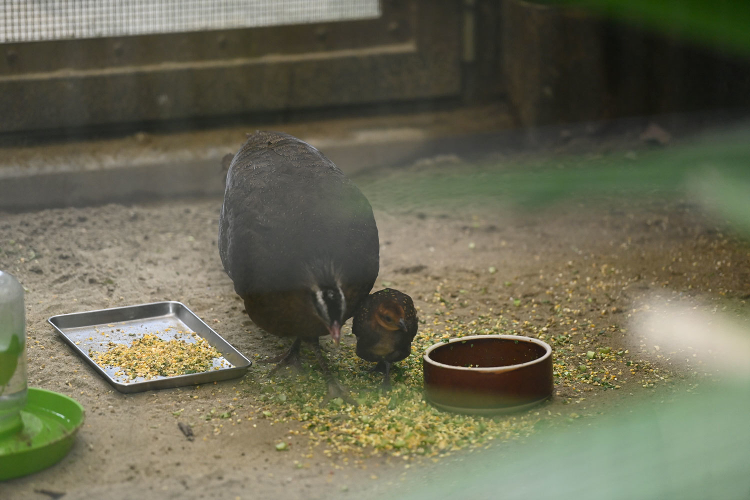 カンムリセイラン成長中_b0023856_07074362.jpg