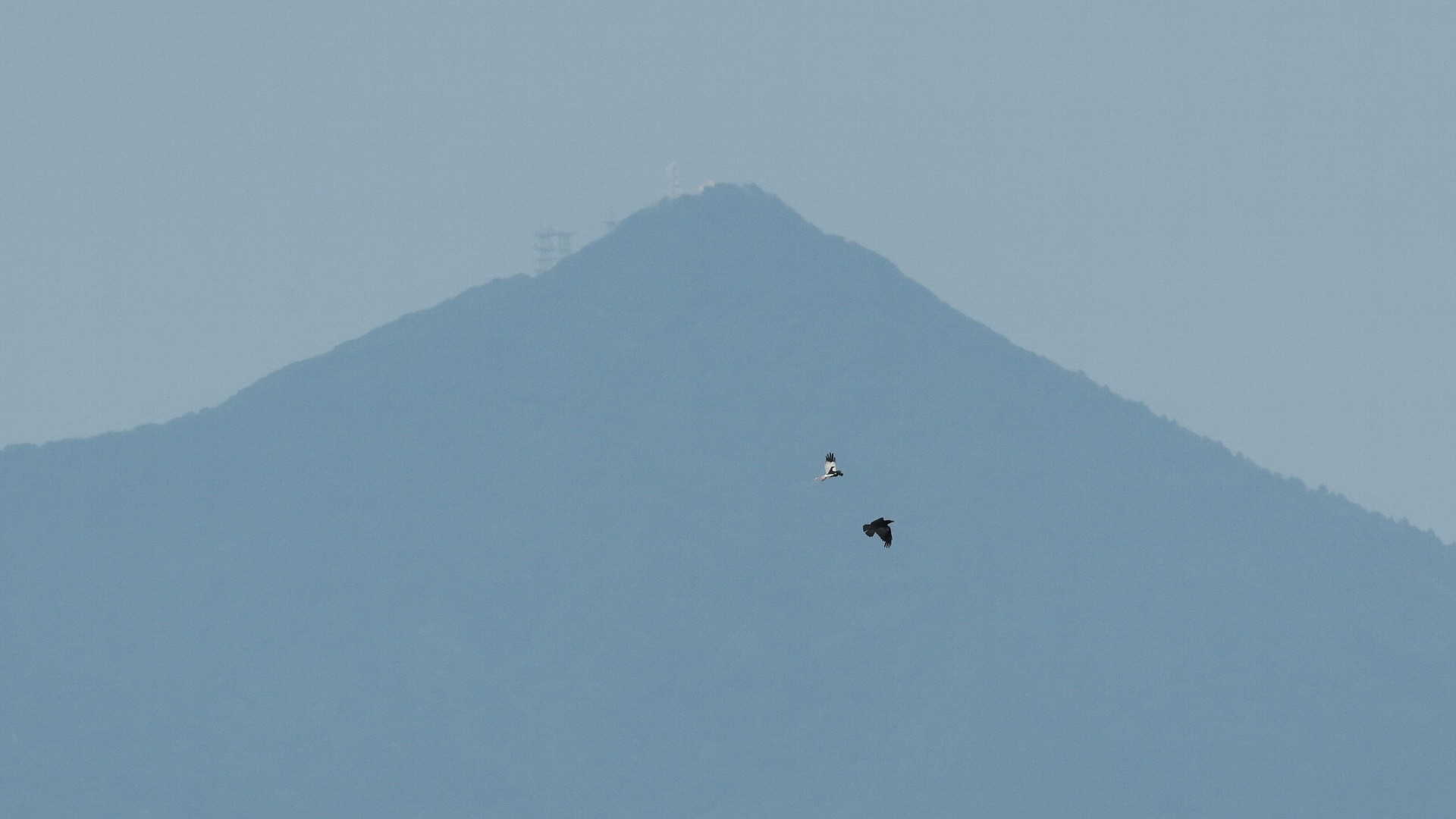 筑波山背景にカラスとバトルするマダラチュウヒ！　A Pied harrier fighting with a crow in the background of Mt. Tsukuba!_f0105570_17523753.jpg