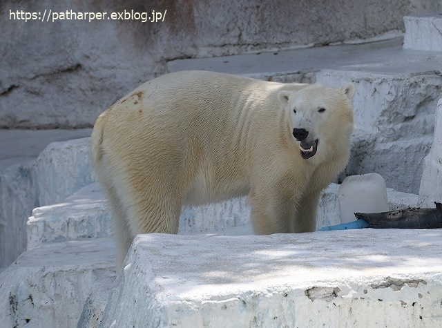 ２０２３年５月　天王寺動物園　その１_a0052986_07330522.jpg