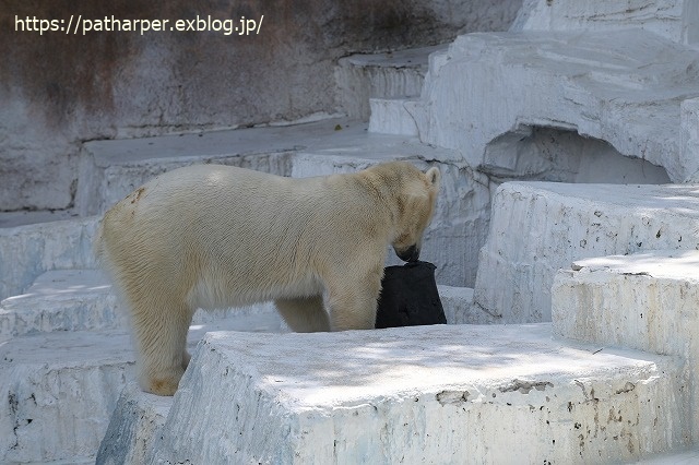 ２０２３年５月　天王寺動物園　その１_a0052986_07330775.jpg