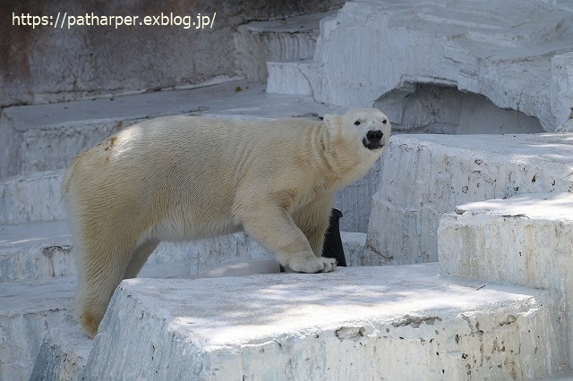 ２０２３年５月　天王寺動物園　その１_a0052986_07341157.jpg