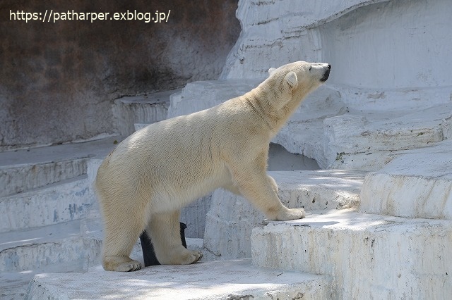 ２０２３年５月　天王寺動物園　その１_a0052986_07341461.jpg