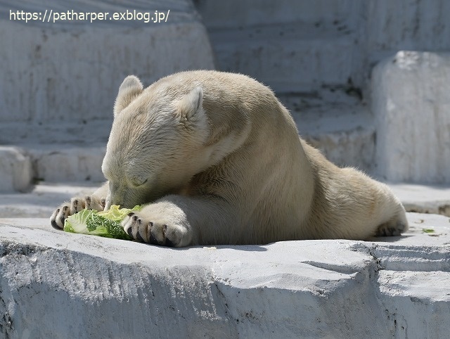 ２０２３年５月　天王寺動物園　その１_a0052986_07360120.jpg