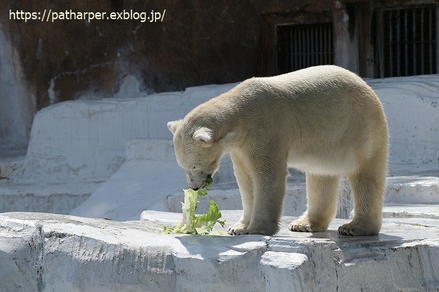 ２０２３年５月　天王寺動物園　その１_a0052986_07375199.jpg