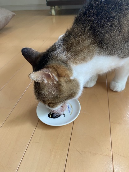 この日から、猫牧場は始まった_a0389088_13500293.jpeg