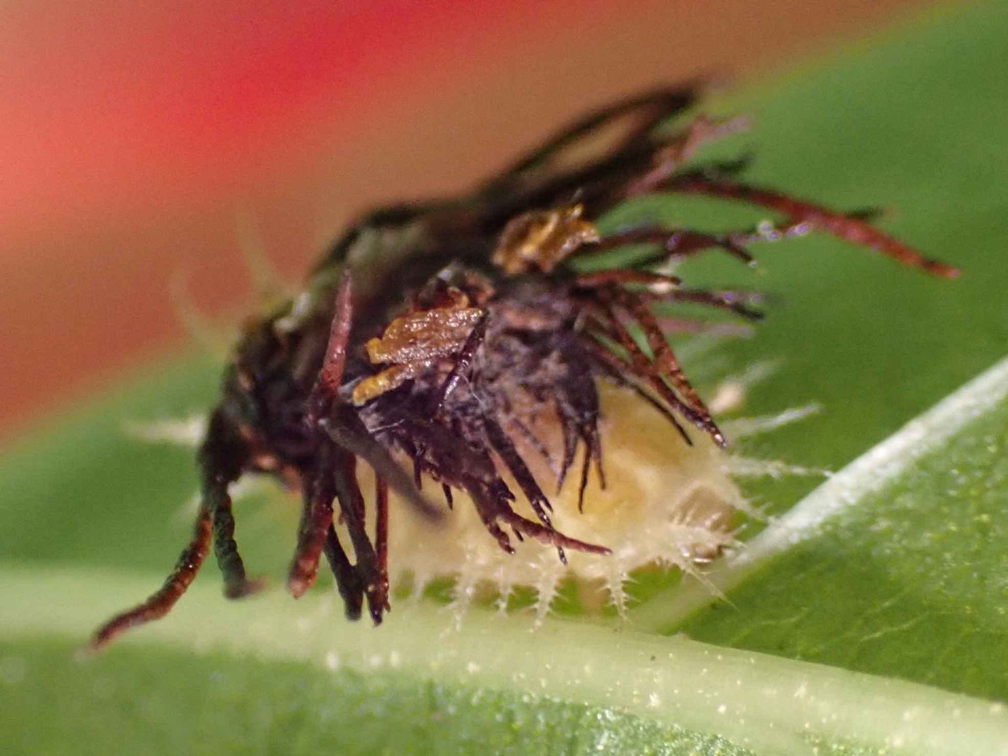 イチモンジカメノコハムシ　Thlaspida cribrosa　_d0400593_23373033.jpg