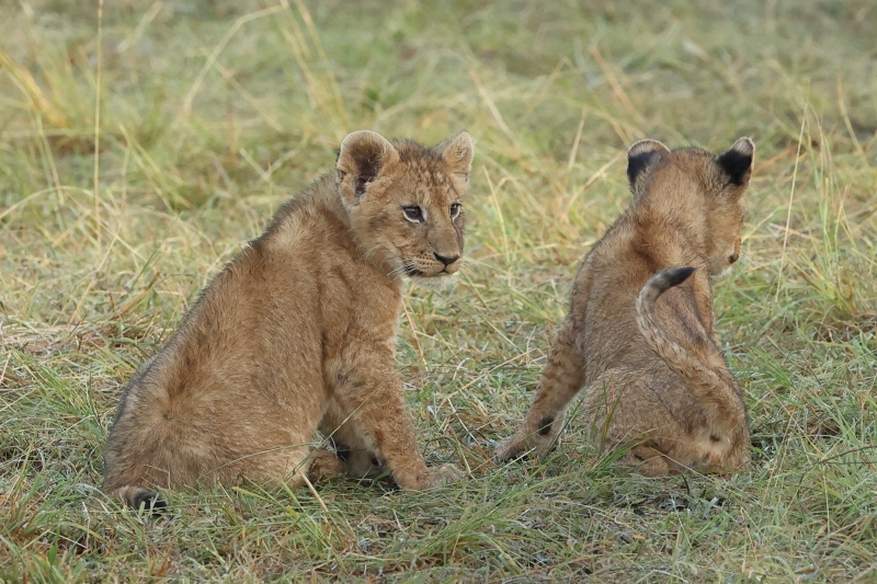 ケニアでサファリ45（大きさが違う赤ちゃんライオン同士が遊ぶ）_b0291402_21101504.jpg