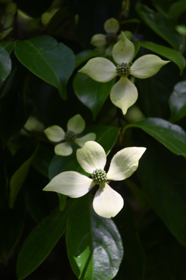 小石川植物園に_c0047919_18514491.jpg