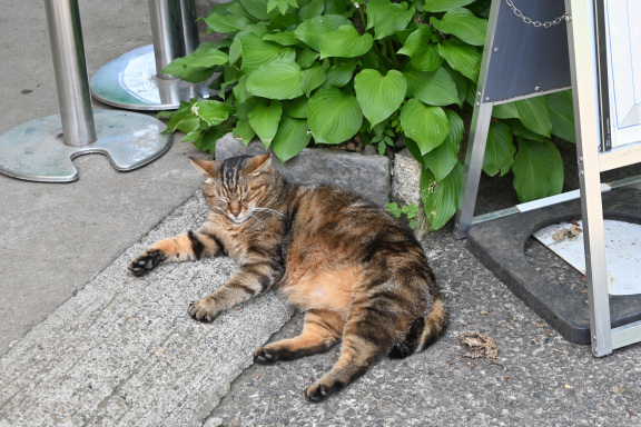 小石川植物園に_c0047919_18523142.jpg