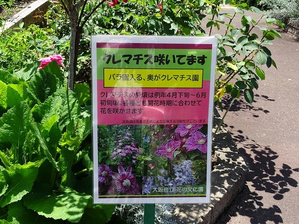 大阪市立花の文化園のクレマチス③_b0299042_17001333.jpg