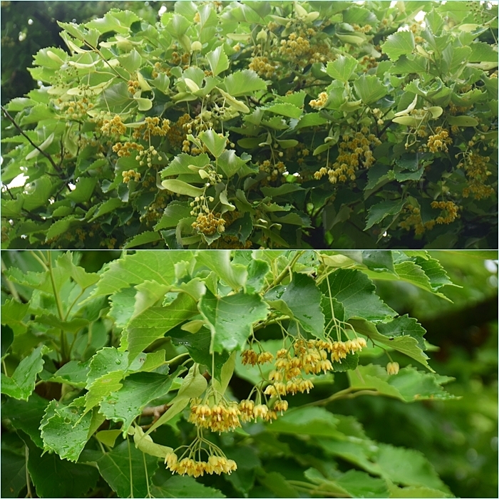 小雨降る近郊の山花散歩。_f0016066_20281070.jpg