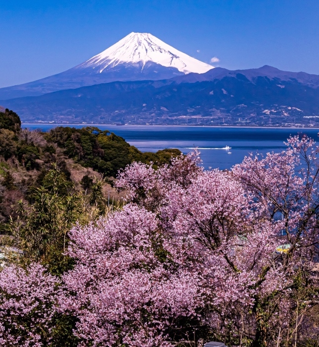 伊豆市、富士宮市、三浦市ほか_b0194994_13493863.jpg