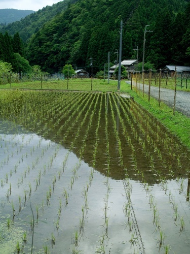 長崎かんぼこ王国・・・針畑のネコ_d0005250_18142126.jpg