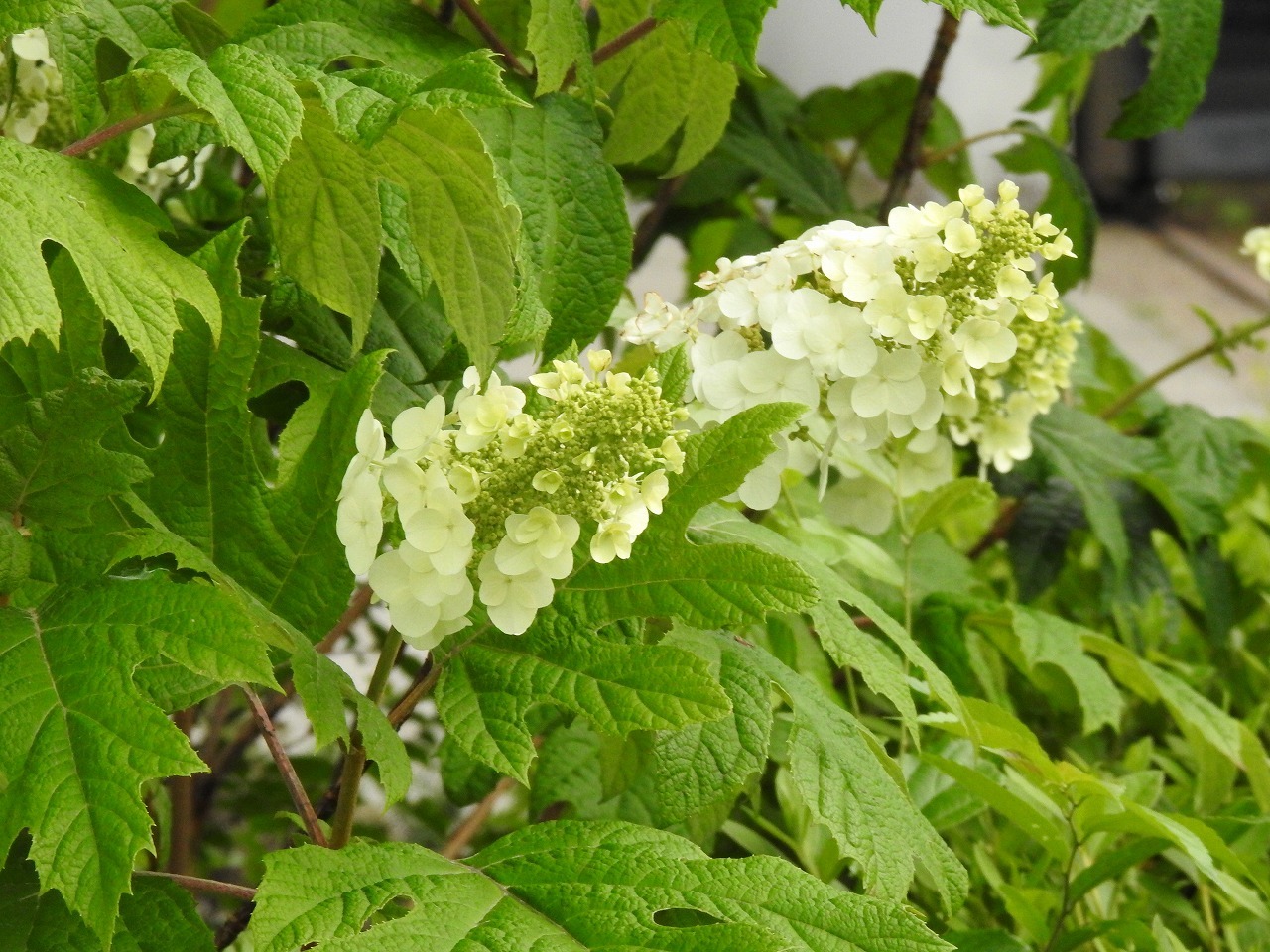 『木曽川水園のウツギと名前に付く花達をメインに･････♪』_d0054276_20281710.jpg