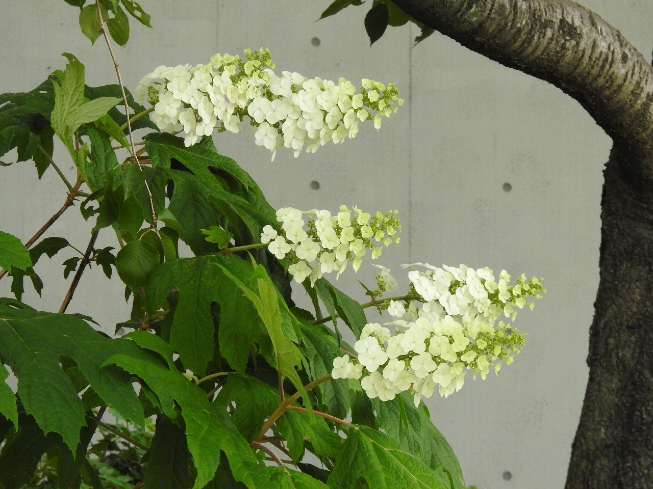 『木曽川水園のウツギと名前に付く花達をメインに･････♪』_d0054276_20283387.jpg