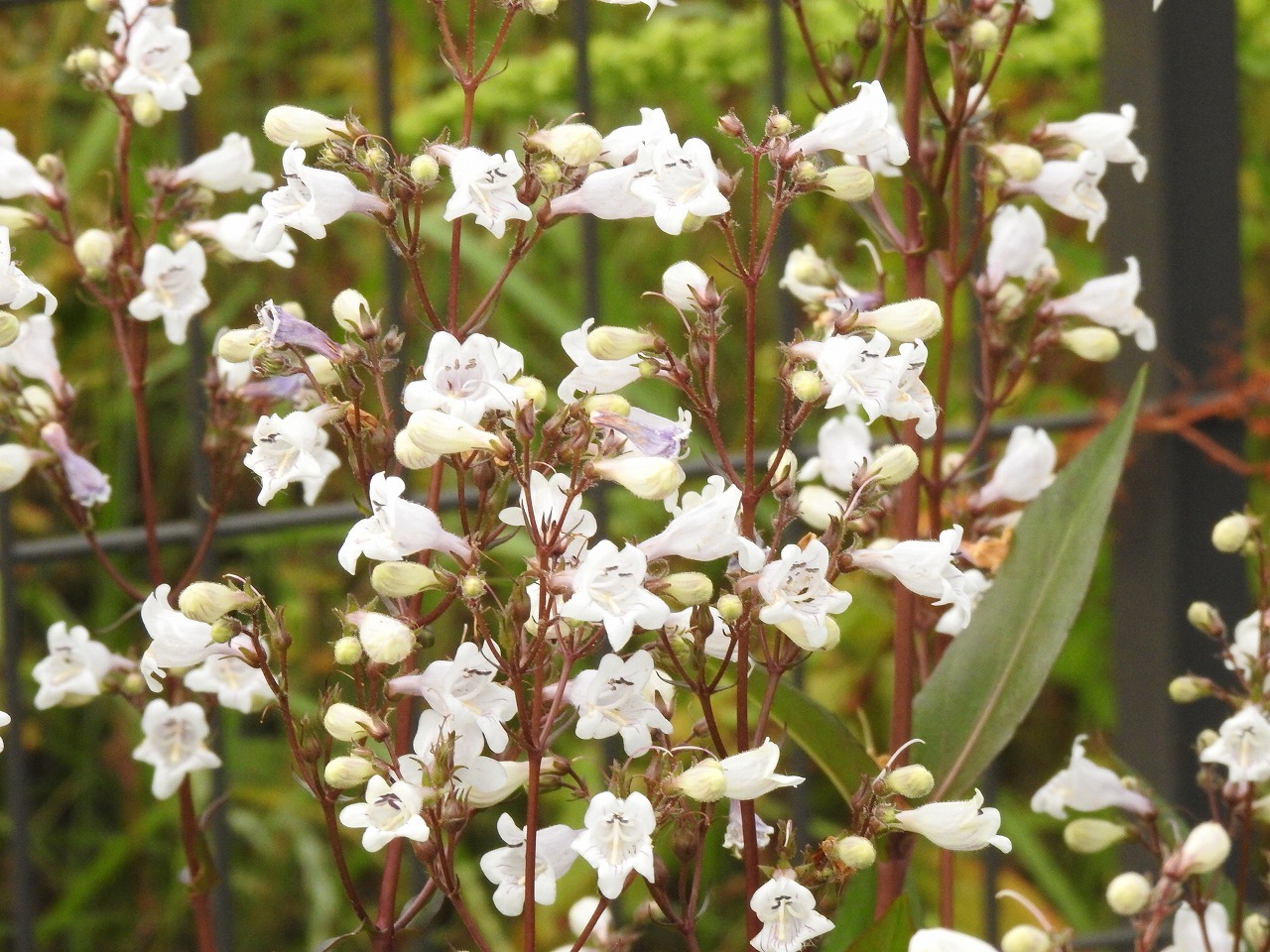 『木曽川水園のウツギと名前に付く花達をメインに･････♪』_d0054276_20284941.jpg