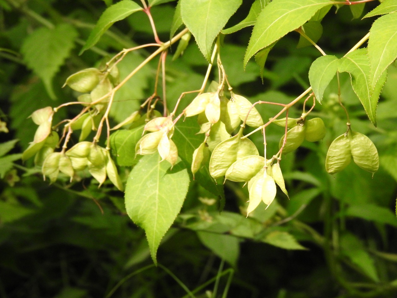 『木曽川水園のウツギと名前に付く花達をメインに･････♪』_d0054276_20291031.jpg