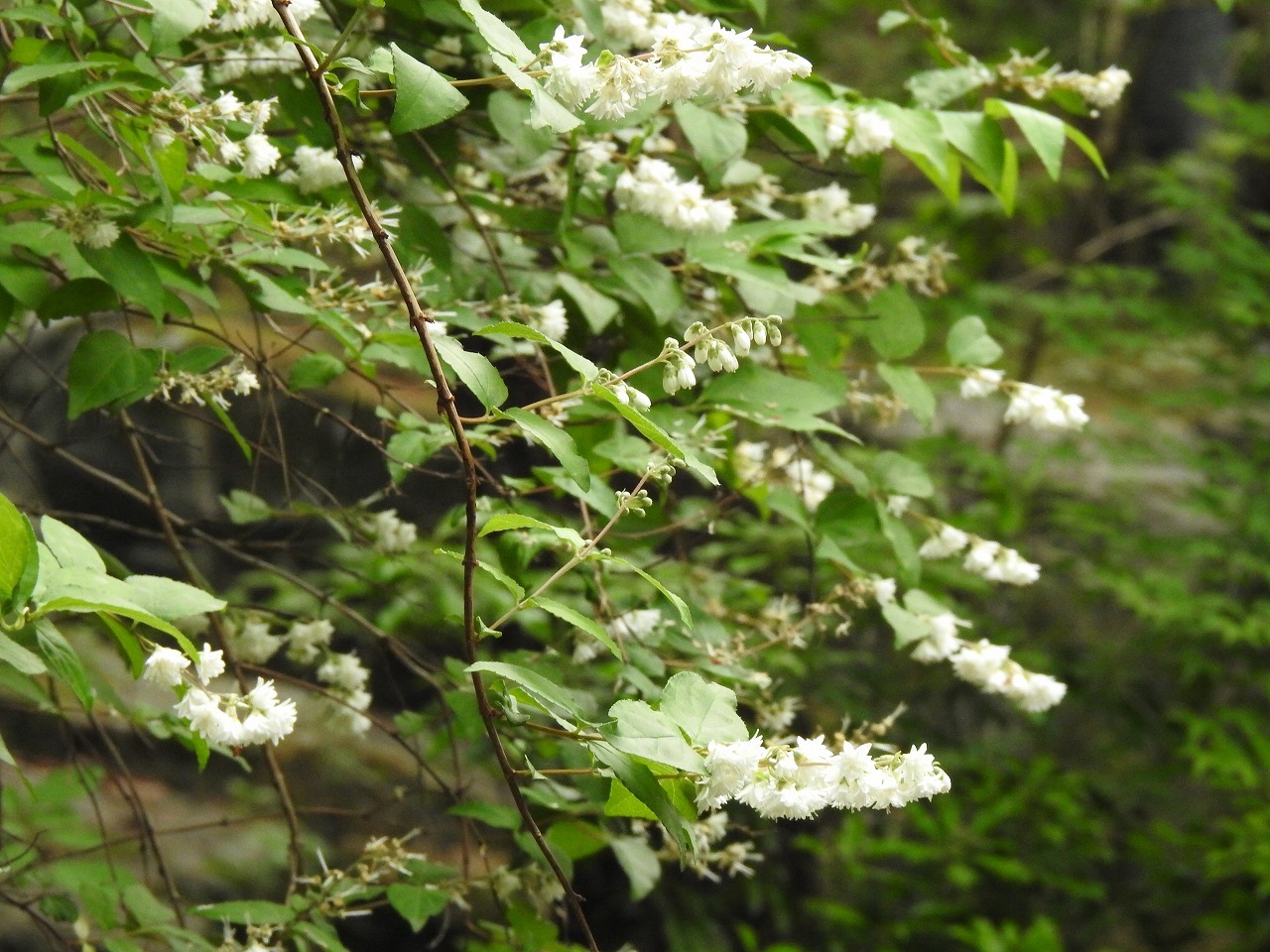 『木曽川水園のウツギと名前に付く花達をメインに･････♪』_d0054276_20292372.jpg