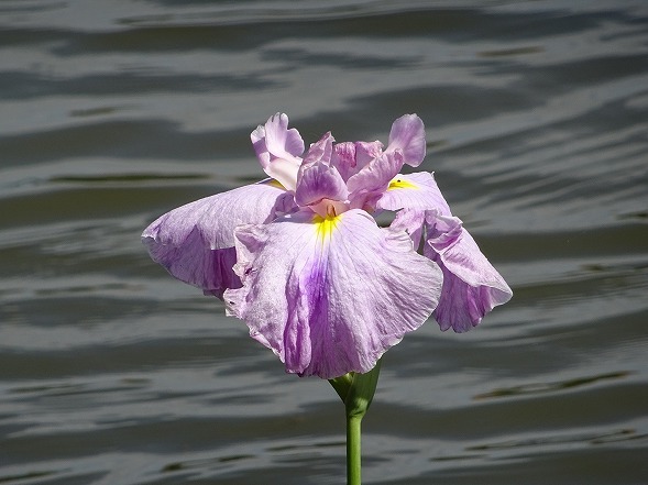 枚方市・市民の森の花菖蒲_b0299042_20503557.jpg