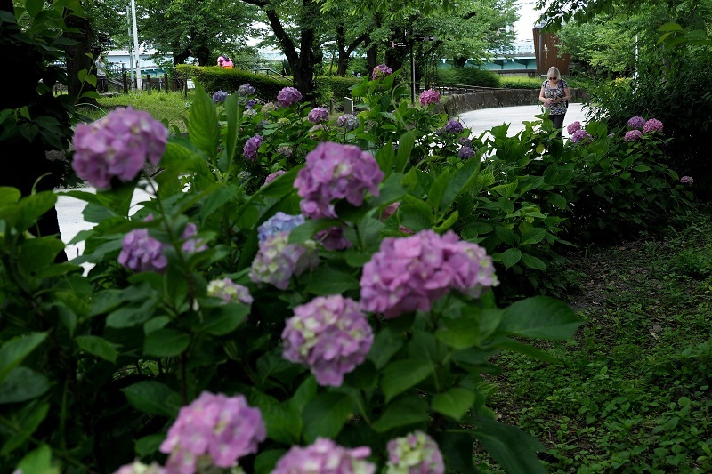 隅田公園　紫陽花物語_b0412845_16213131.jpg