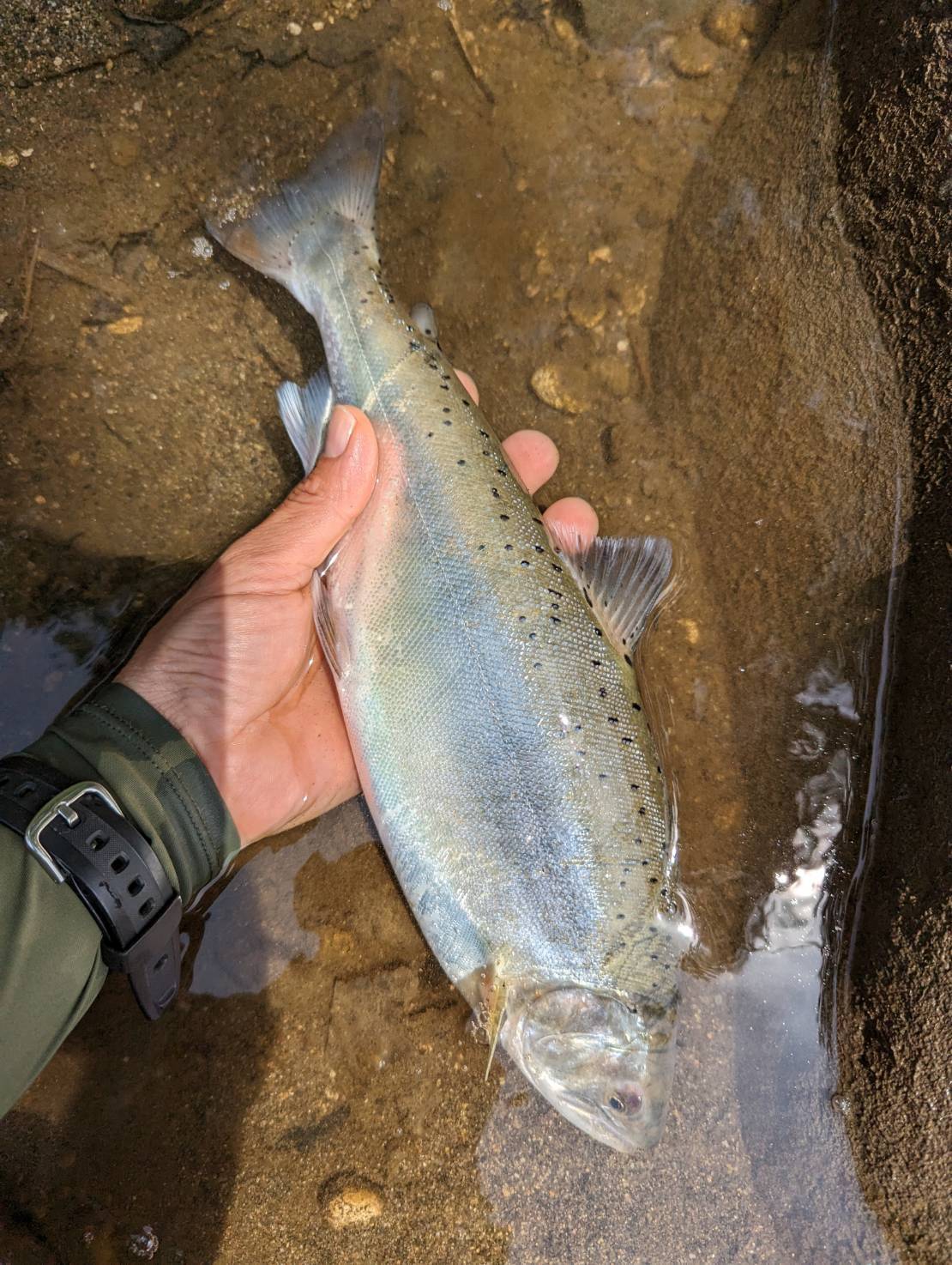 自分の釣り仲間もバチ..._d0352926_16000771.jpg