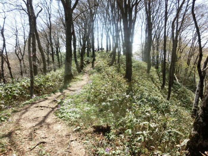 No576 カタクリ満開の鳥取・岡山県境の毛無山_b0185573_16254130.jpg