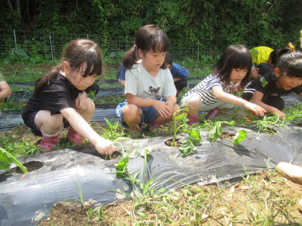 芋の苗植え_a0266514_11482928.jpg