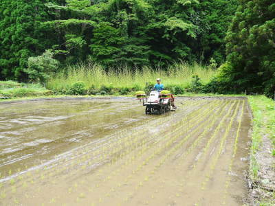 米作りの挑戦(2023)　田植え　今年は6月5日に田植えを終えました！昨年より5日早い田植えです！(前編)_a0254656_13170143.jpg