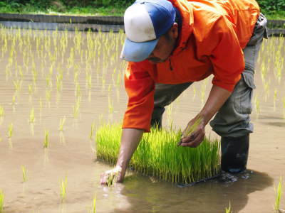 米作りの挑戦(2023)　田植え　今年は6月5日に田植えを終えました！昨年より5日早い田植えです！(前編)_a0254656_13234985.jpg