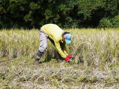 米作りの挑戦(2023)　田植え　今年は6月5日に田植えを終えました！昨年より5日早い田植えです！(前編)_a0254656_13274153.jpg