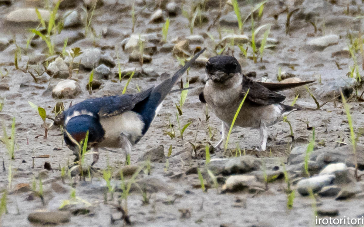 巣材集め　　（ツバメ・イワツバメ）　　2023/06/06_d0146592_00050920.jpg