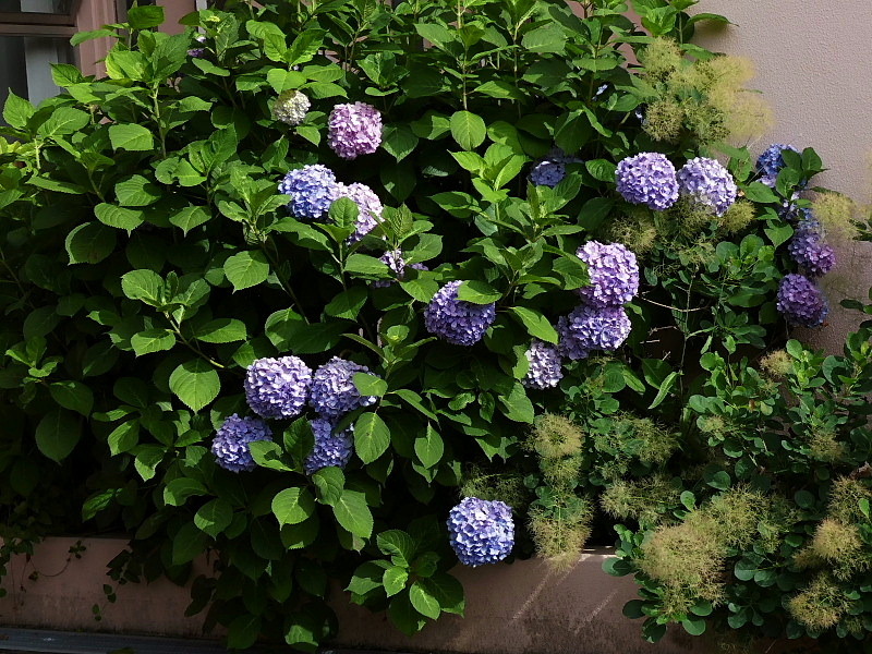 紫陽花、額紫陽花、姫檜扇水仙、蚊取り草、ゴデチア_c0051143_22120432.jpg