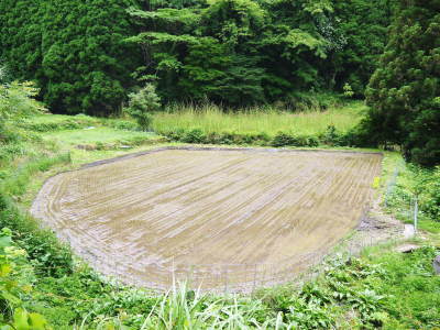 米作りの挑戦(2023)　田植え　今年は6月5日に田植えを終えました！昨年より5日早い田植えです！(後編)_a0254656_16515156.jpg