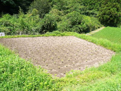 米作りの挑戦(2023)　田植え　今年は6月5日に田植えを終えました！昨年より5日早い田植えです！(後編)_a0254656_16574605.jpg