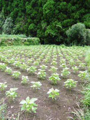 米作りの挑戦(2023)　田植え　今年は6月5日に田植えを終えました！昨年より5日早い田植えです！(後編)_a0254656_17035657.jpg