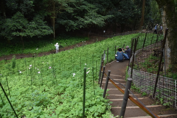 ササユリ園の雰囲気。。_e0246788_06224258.jpg