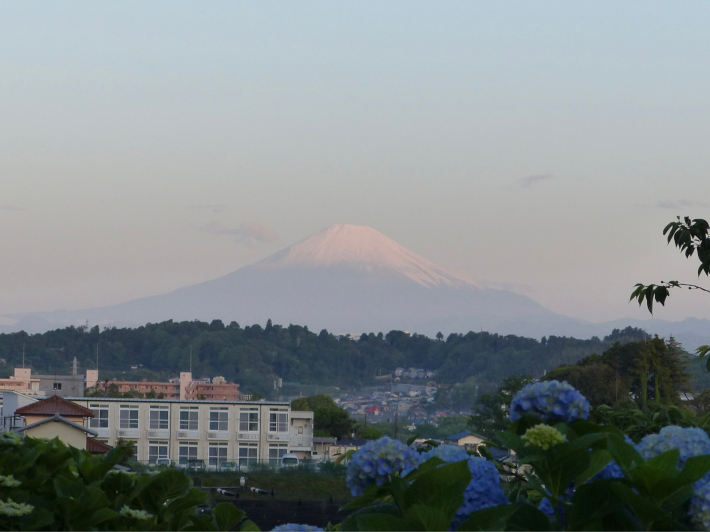 5月の遠望富士山と紫陽花_f0296312_22434028.jpg