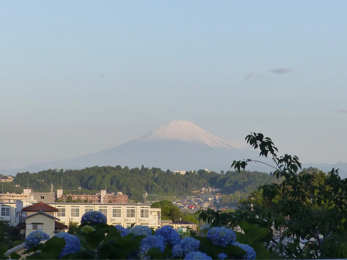 5月の遠望富士山と紫陽花_f0296312_22553130.jpg