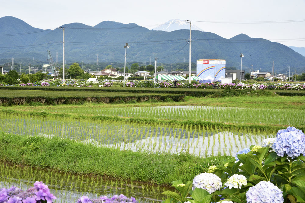 初夏Ⅵ（12日6:04訂正＋追加あり）_e0367330_18215187.jpg